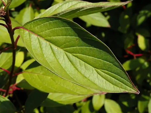 Photo of Cornus alba - Cornus alba:Peter-OConnor-
