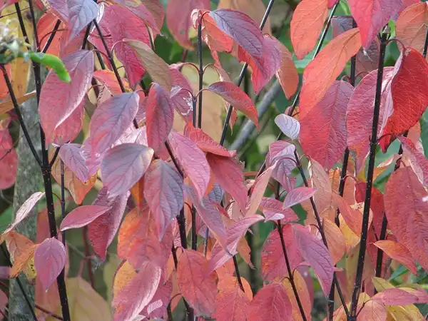 Photo of Cornus alba - Fall color of Cornus alba 'Kesselringii':peganum