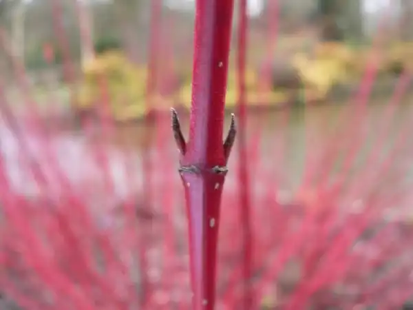Photo of Cornus alba - Opposite buds:mpaola-andreoni