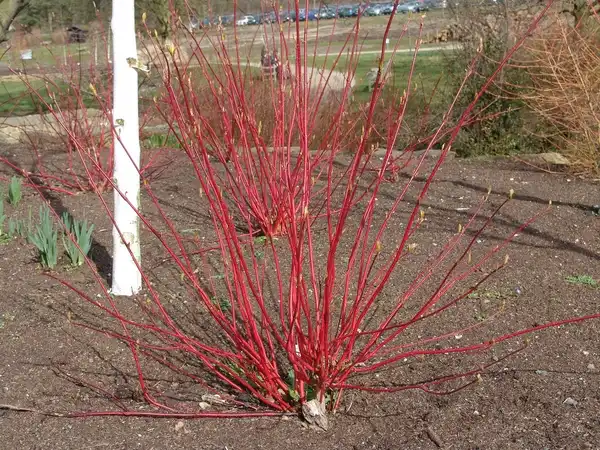 Photo of Cornus alba - Bright red twigs.:Drew Avery