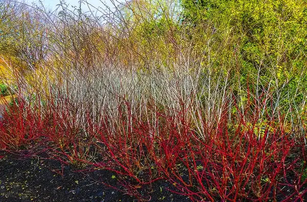 Photo of Cornus alba - Cornus alba:Steve James