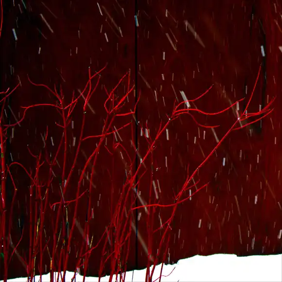 Photo of Cornus alba - Bright red stems provide winter interest.:Bo
