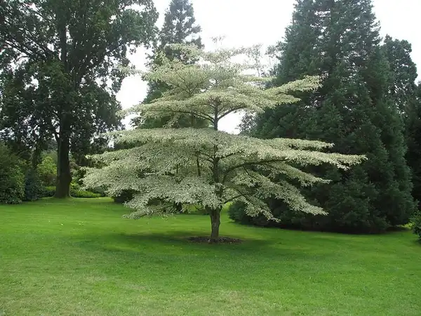 Photo of Cornus alternifolia (Cornus alternifolias)