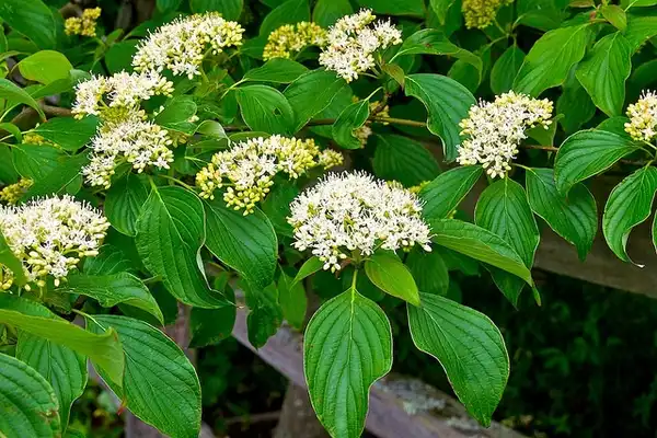 Photo of Cornus alternifolia (Cornus alternifolias)