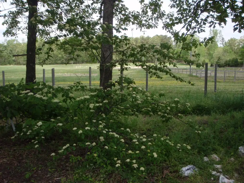 Photo of Cornus alternifolia - Young Form:Jim Robbins