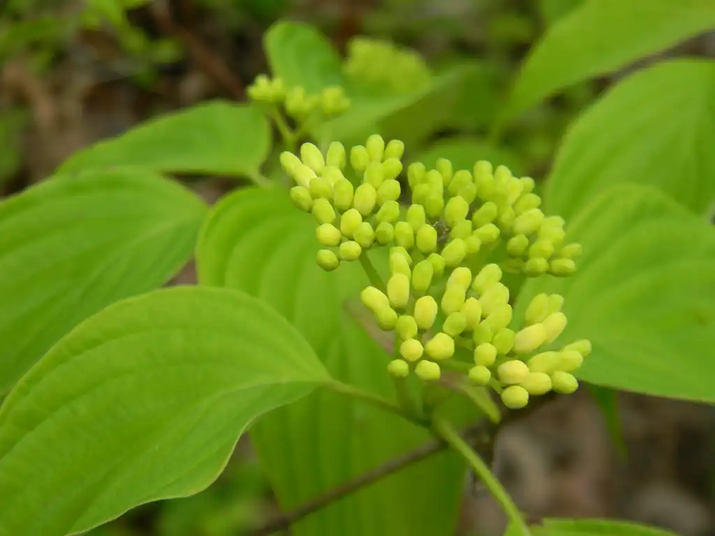 Photo of Cornus alternifolia - Flower buds (Buncombe, NC):Randy Harter