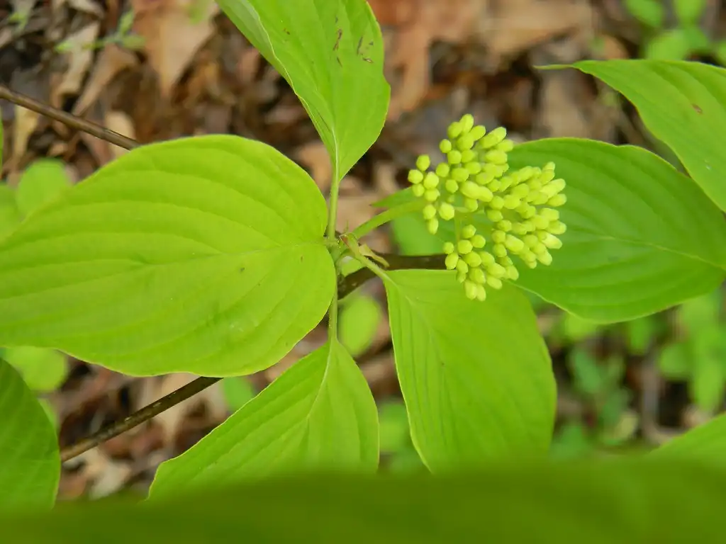 Photo of Cornus alternifolia - Leaves close-up (Buncombe, NC):Randy Harter