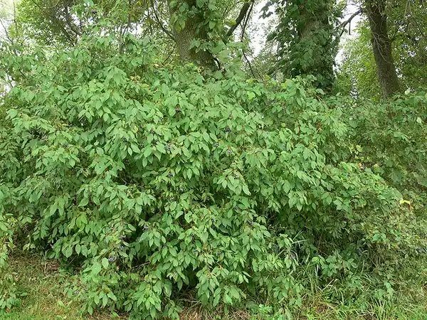 Photo of Cornus amomum (Cornus amomums)