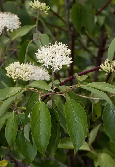 Photo of Cornus amomum (Cornus amomums)
