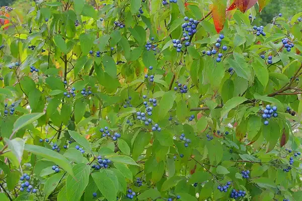 Photo of Cornus amomum - Foliage and fruits.:Dan Mullan