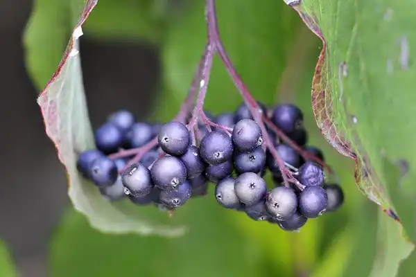 Photo of Cornus amomum - Fruits, purple drupes:J. Michael Raby