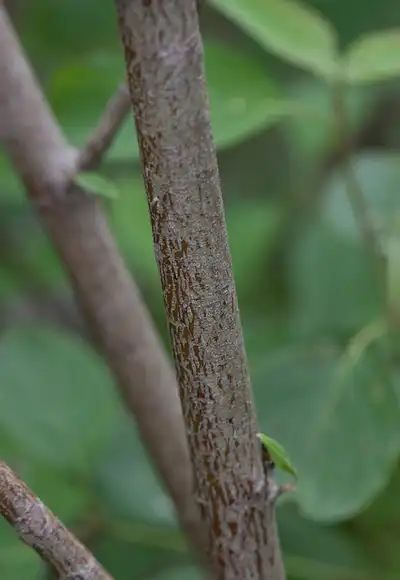 Photo of Cornus amomum - Twigs:Kent McFarland