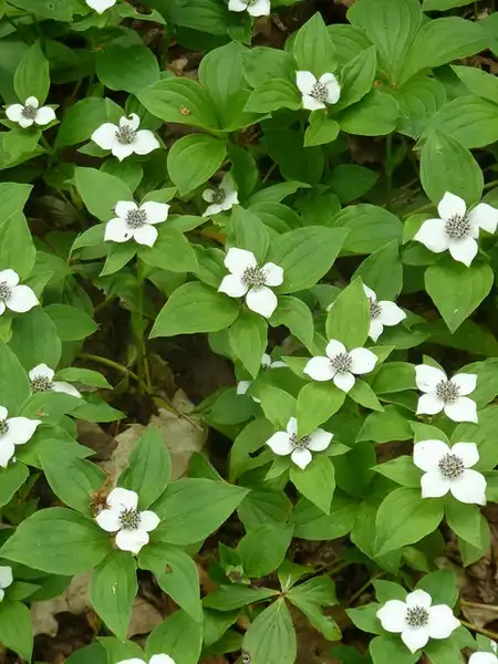 Foto de Cornus canadensis (Cornus canadensiss)