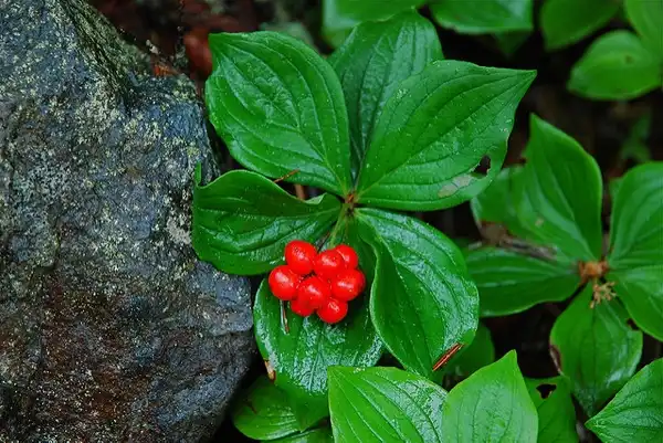 Foto de Cornus canadensis (Cornus canadensiss)