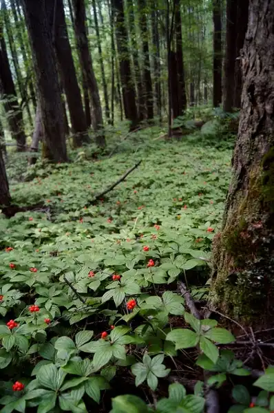 Foto de Cornus canadensis - forest growth habit:Tatters