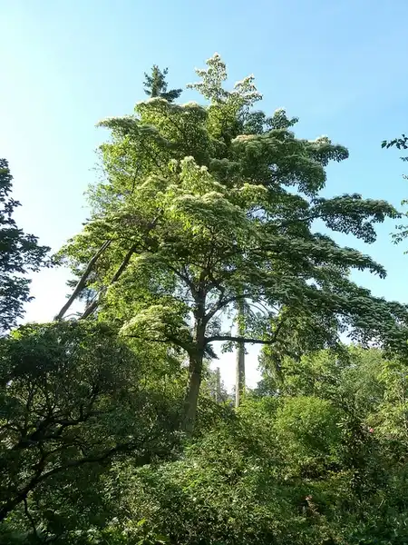 Foto de Cornus controversa (Cornus controversas)