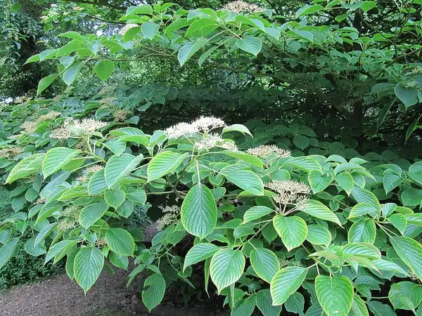Foto de Cornus controversa (Cornus controversas)
