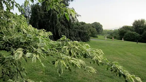Foto de Cornus controversa - Cornus controversa 'Variegata':K. M.
