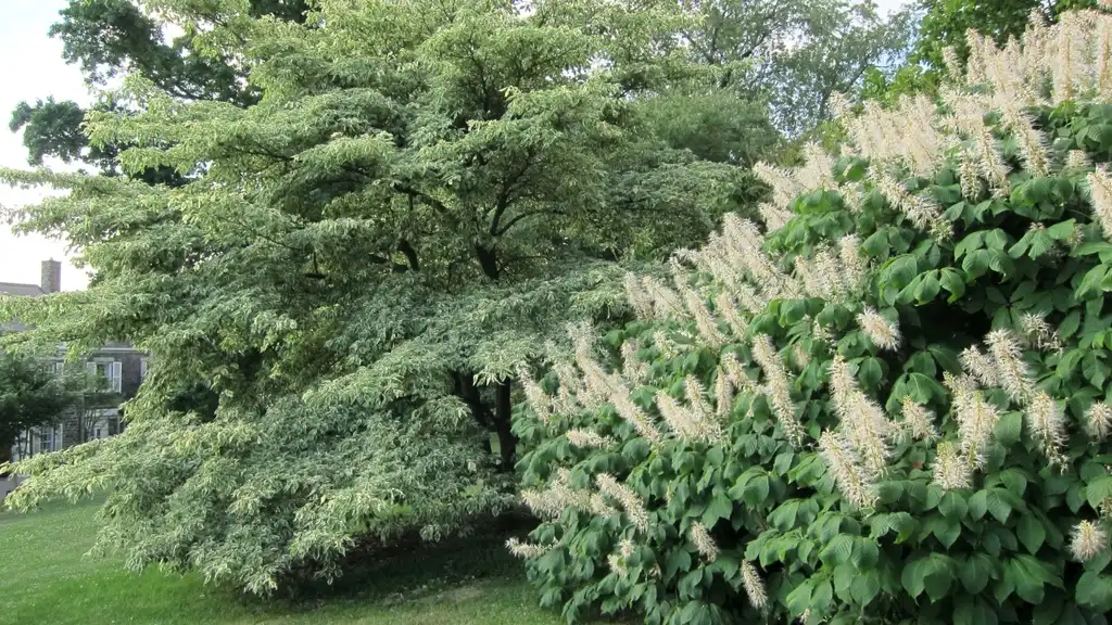 Foto de Cornus controversa - leaves and flowers:'Variegata' cultivar413