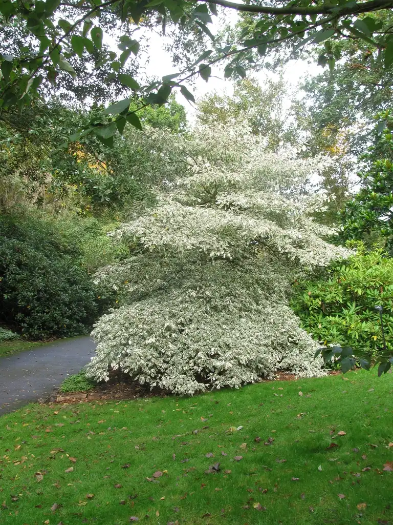 Foto de Cornus controversa - leaves and flowers:'Variegata' RASSIL