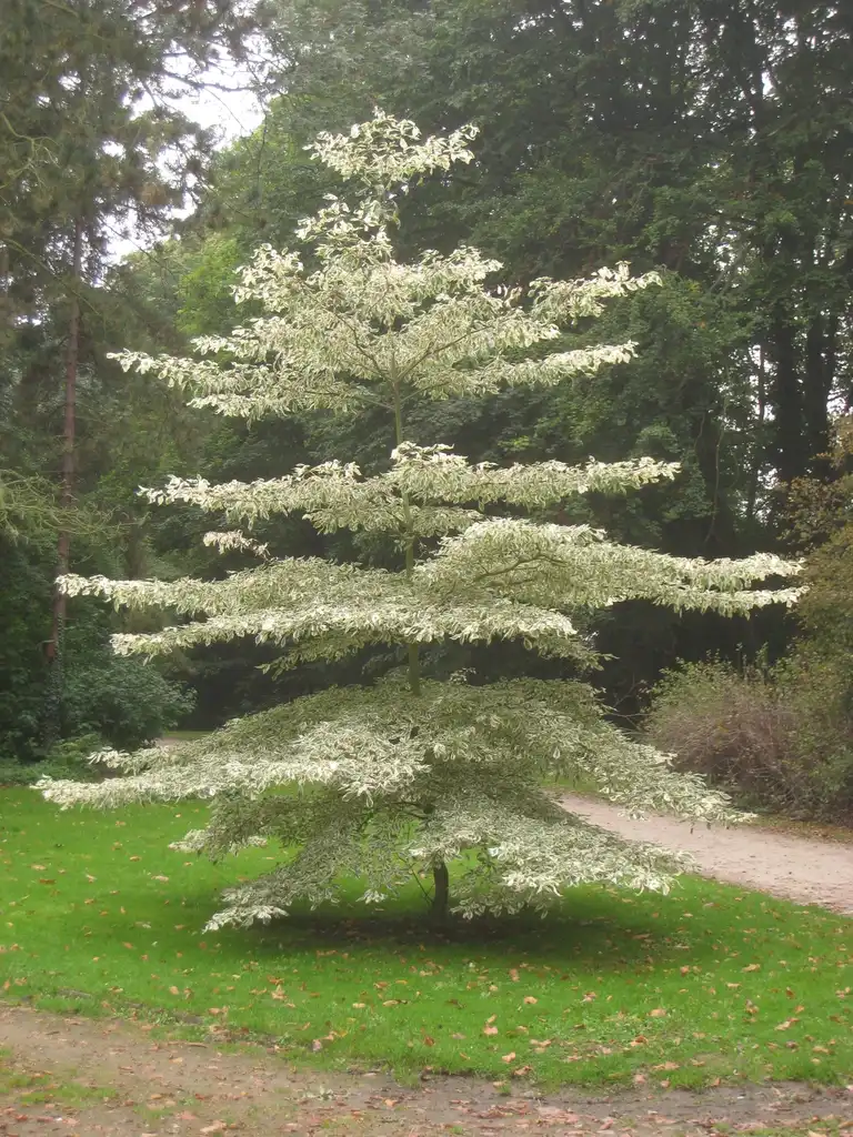 Foto de Cornus controversa - leaves and flowers:'Variegata' Daderot