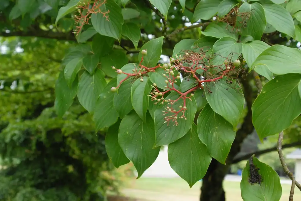 Foto de Cornus controversa - 'June Snow' Fruit and Leaves:Jim Robbins