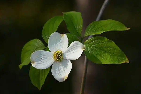 Фото Cornus florida (Cornus floridas)