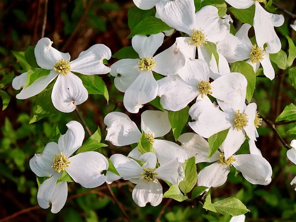 Фото Cornus florida (Cornus floridas)