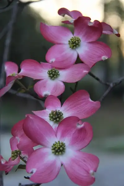 Фото Cornus florida - Cornus florida:Lucy Bradley