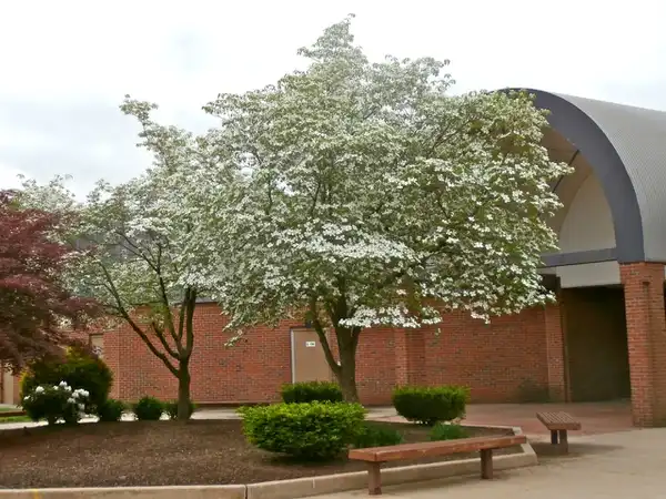 Фото Cornus florida - Tree in bloom:Paul Cooper