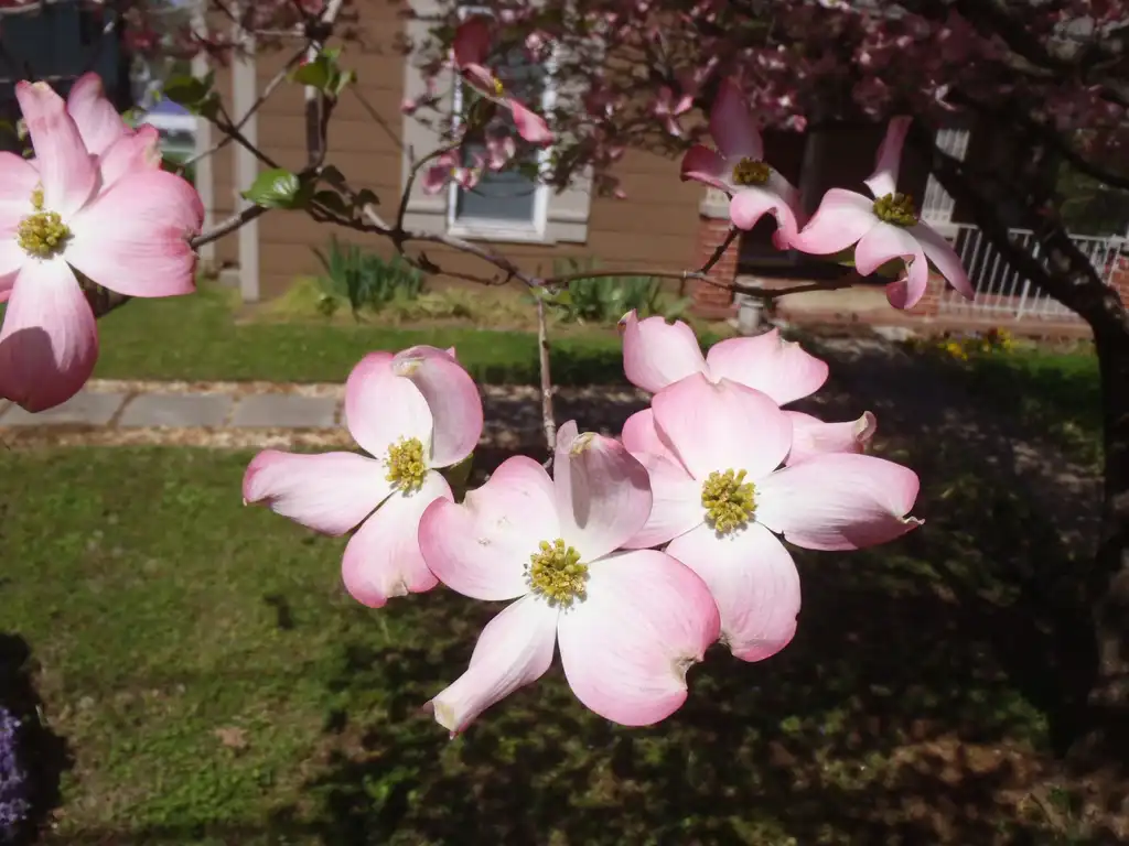 Фото Cornus florida - 'Rubra' Flower:Jim Robbins