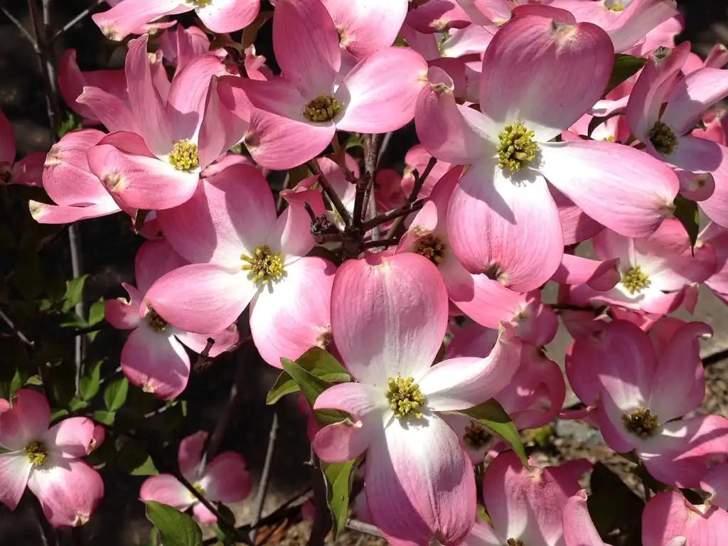 Фото Cornus florida - 'Rubra' Flower Detail:Jim Robbins