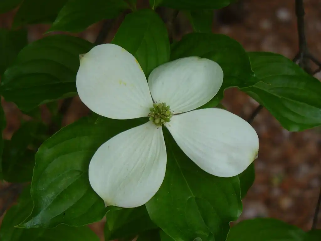 Фото Cornus florida - Cornus florida x cornus rutgersensis 'Rutban' Aurora®:Susan Strine