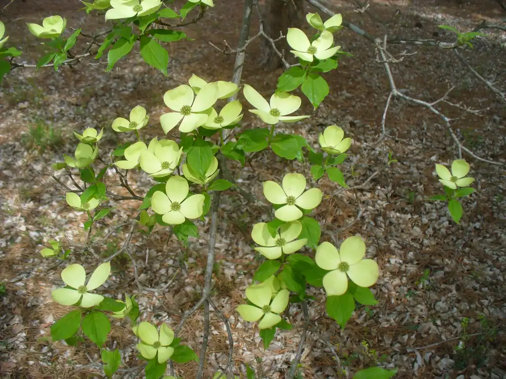 Фото Cornus florida - Cornus florida x cornus rutgersensis 'Rutban' Aurora® (early spring):Susan Strine
