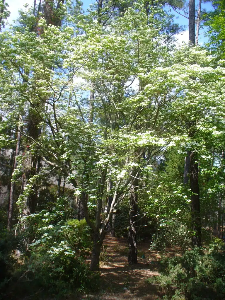 Фото Cornus florida - Cornus florida x cornus rutgersensis 'Rutban' Aurora® (tree in early spring):Susan Strine