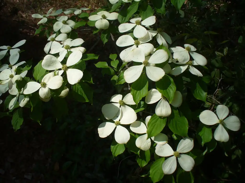 Фото Cornus florida - Cornus florida x cornus rutgersensis 'Rutban' Aurora® (spring):Susan Strine