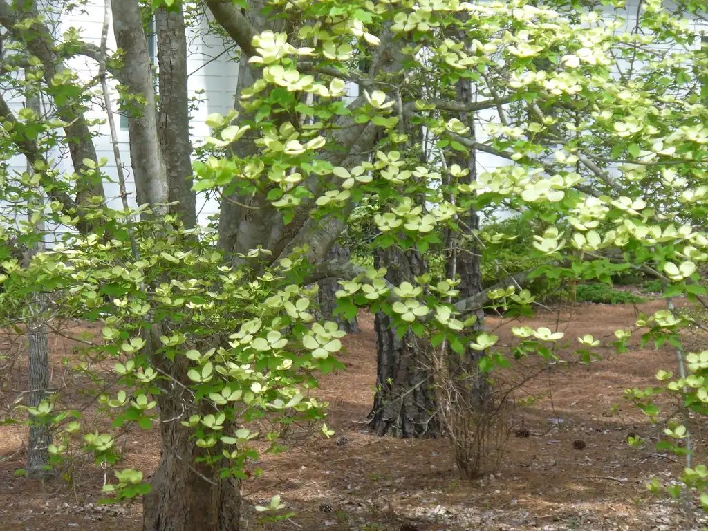 Фото Cornus florida - Cornus florida x cornus rutgersensis 'Rutban' Aurora® (early spring):Susan Strine