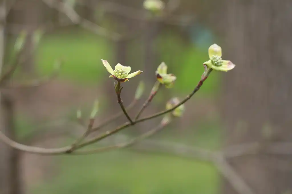 Фото Cornus florida - Early blossoms (Cabarrus County, NC):Hope Duckworth