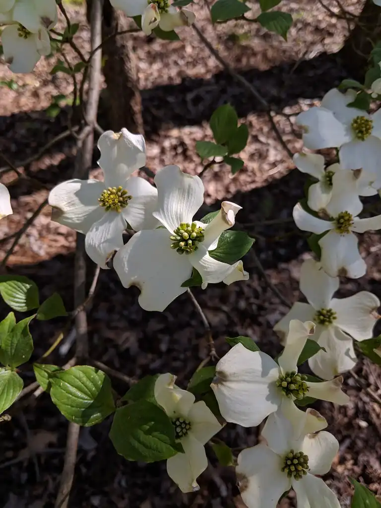 Фото Cornus florida - Wild Blossoms (Cabarrus County, NC):Hope Duckworth