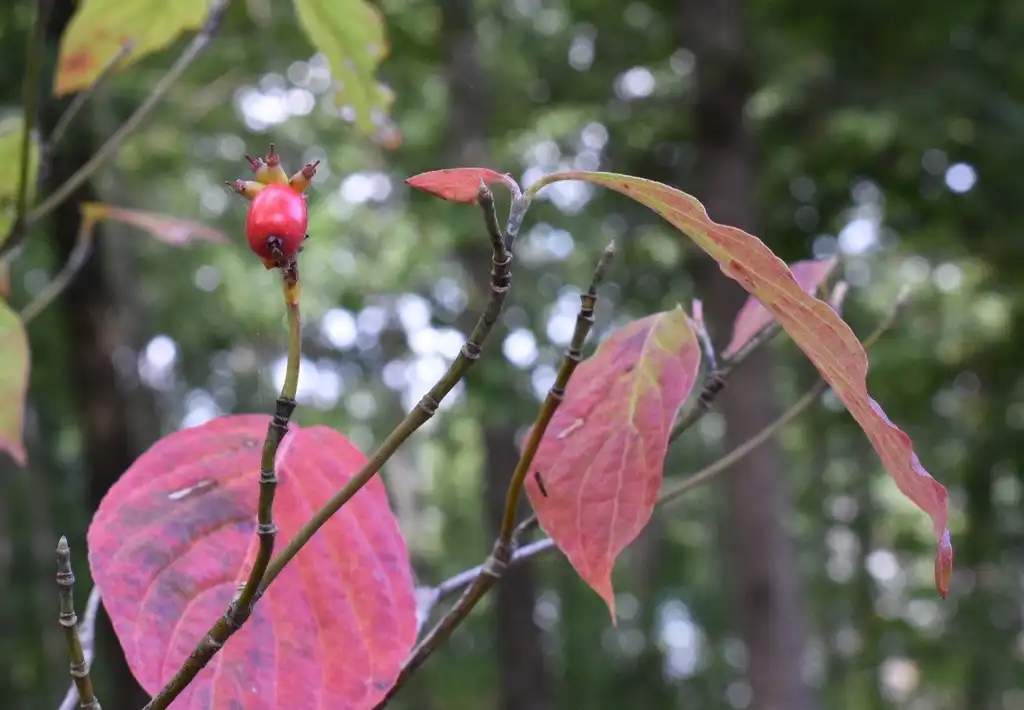Фото Cornus florida - Berries and Stems (Warrren County, NC):Cathy Dewitt