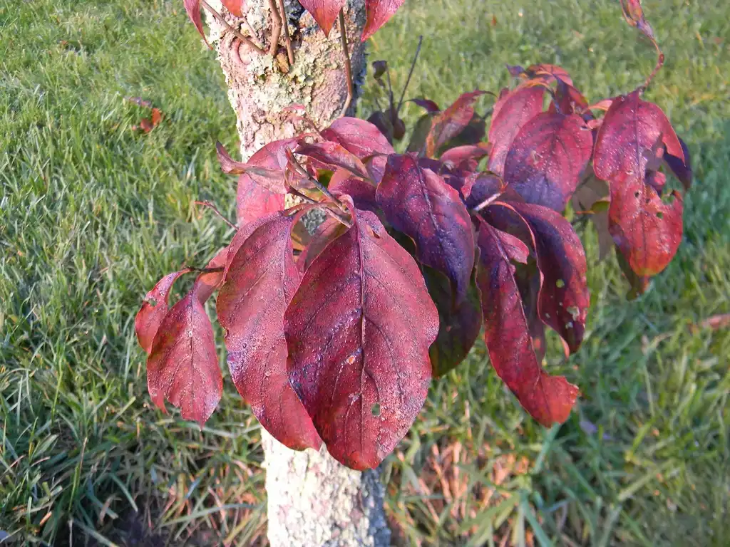 Фото Cornus florida - 'Rubra' Leaves (Buncombe, NC):Randy Harter