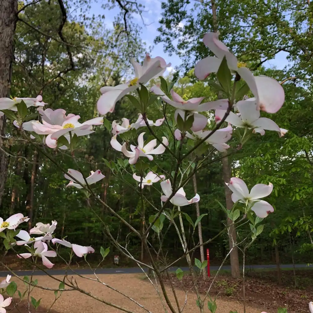 Фото Cornus florida - 'Appalachian Blush' Flower (Warren County, NC)-Spring:Cathy Dewitt