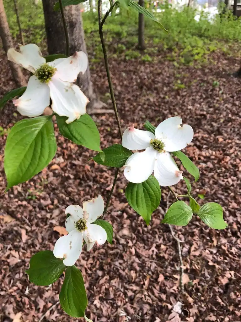 Фото Cornus florida - Flowers (Warren County, NC):Cathy Dewitt