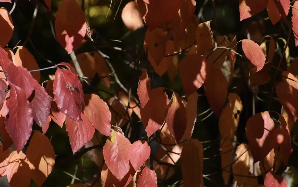 Фото Cornus florida - Leaves (Warren County, NC)-Fall:Cathy Dewitt