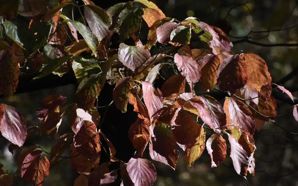 Фото Cornus florida - Leaves (Wake County,NC)-Fall:Cathy Dewitt