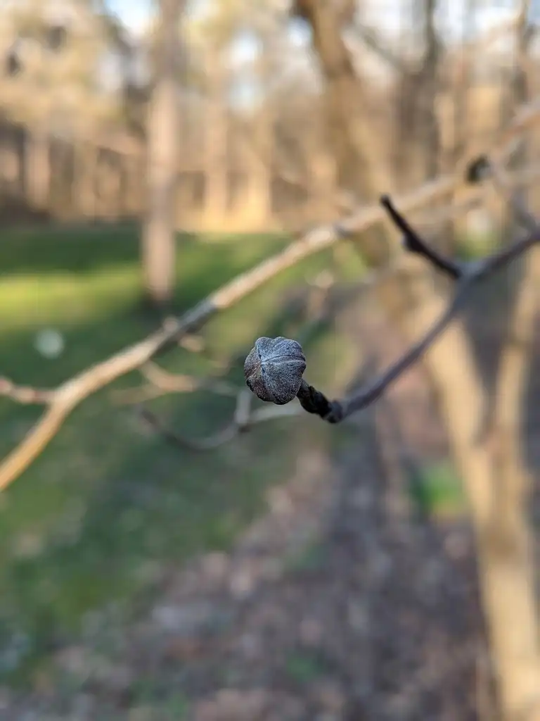 Фото Cornus florida - Buds (Cabarrus County,NC)-Late Winter:Hope Duckworth