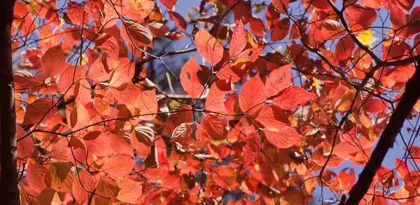Фото Cornus florida - Fall color:Scadwell