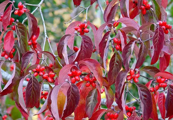 Фото Cornus florida - Fall color and berries:James Gaither