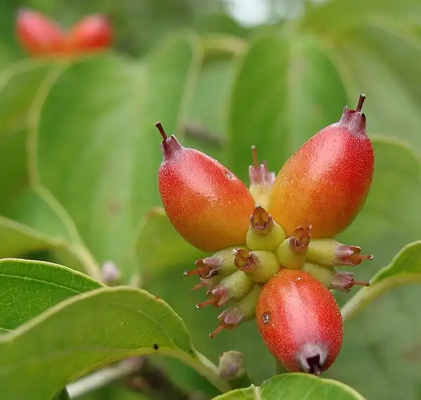 Фото Cornus florida - Fruits:Martin LaBar