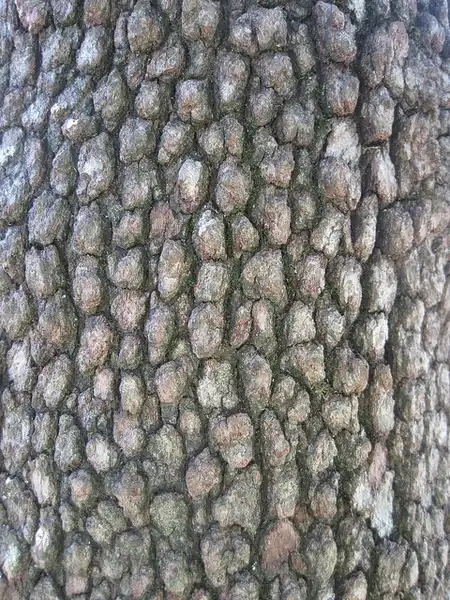 Фото Cornus florida - Bark:Mollsie
